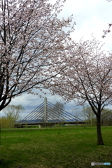 桜とツインハープ橋