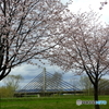 桜とツインハープ橋