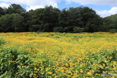 オオハンゴンソウの群生