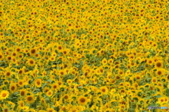 花熱れ（はないきれ）