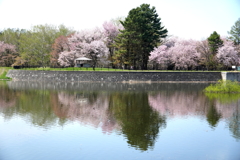 桜  リフレクション