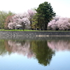 桜  リフレクション