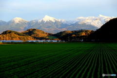 小麦と十勝岳