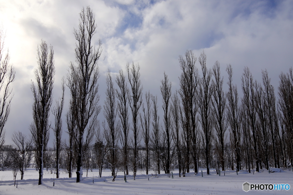 厳冬　ポプラ並木