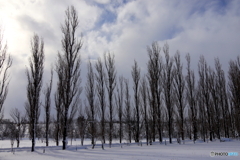 厳冬　ポプラ並木