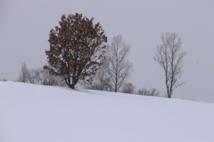 古い葉が残る木