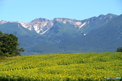 ヒマワリと連峰　