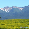 ヒマワリと連峰　