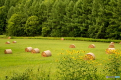 オオハンゴウソウと牧草ロール