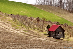 赤い屋根と小麦畑