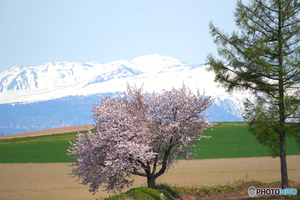 丘の一本桜