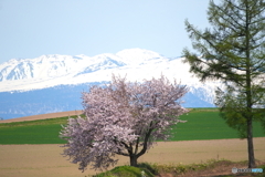 丘の一本桜