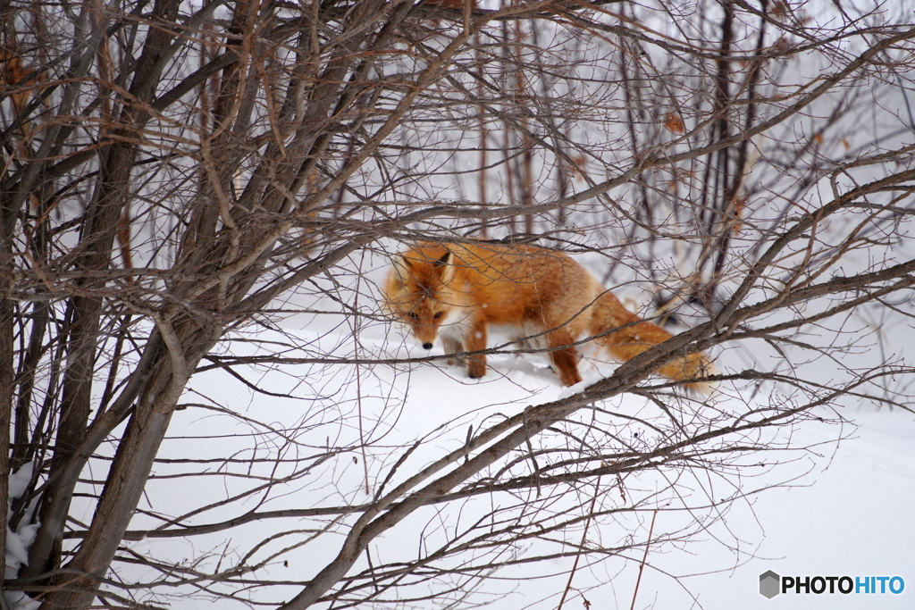 片足も悪いキタキツネ