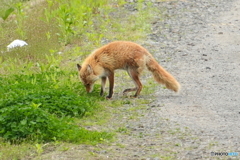 引きずる片足
