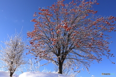 紅い霧氷