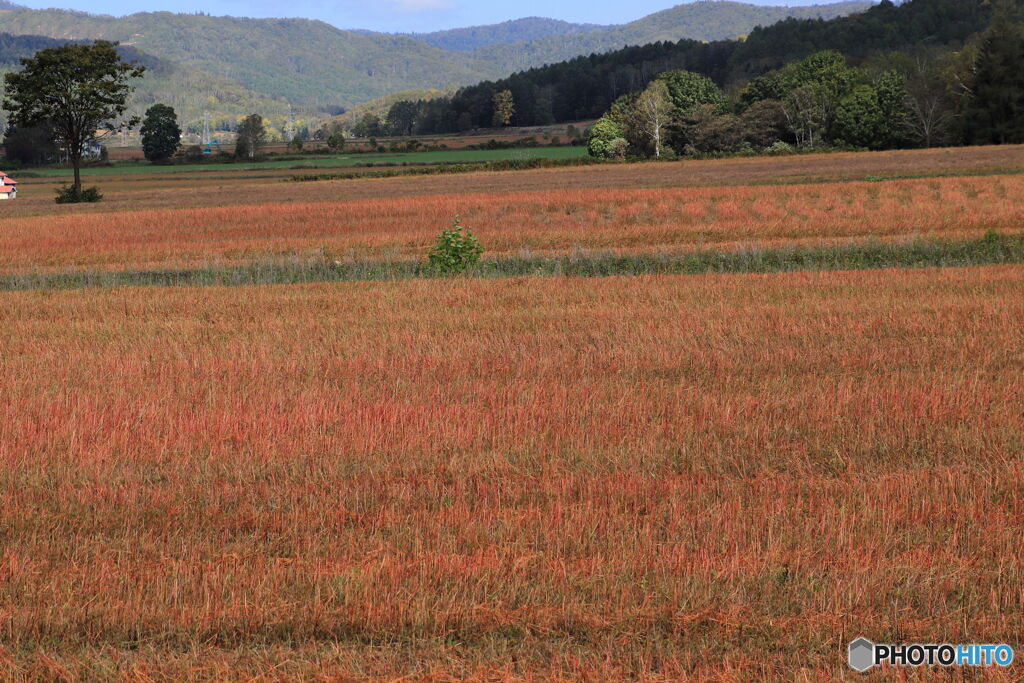 紅い大地　－Ⅱ