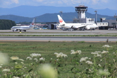 ノラニンジンの空港