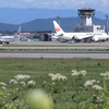 ノラニンジンの空港
