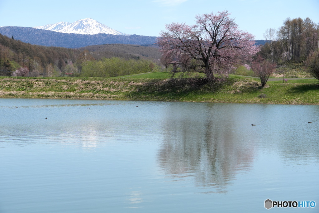 旭岳と一本桜