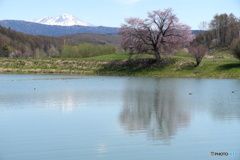 旭岳と一本桜