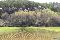 早苗と新緑と山桜