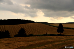 小麦の収穫の跡