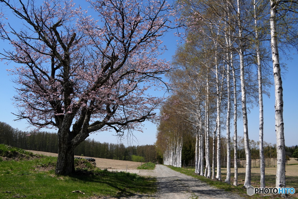 白樺林と桜