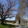 白樺林と桜