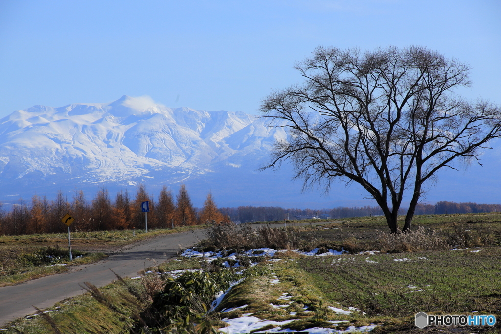 IMG_0402　ハルニレの木