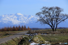 IMG_0402　ハルニレの木