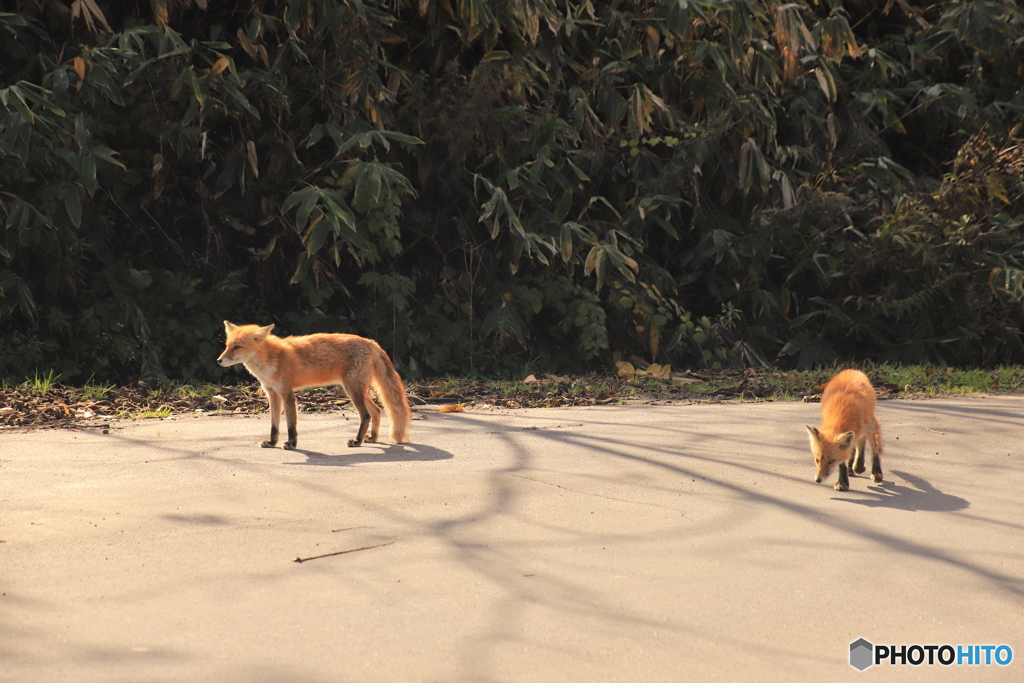 二匹のキタキツネ