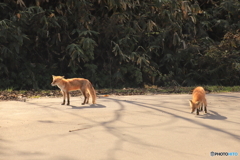 二匹のキタキツネ