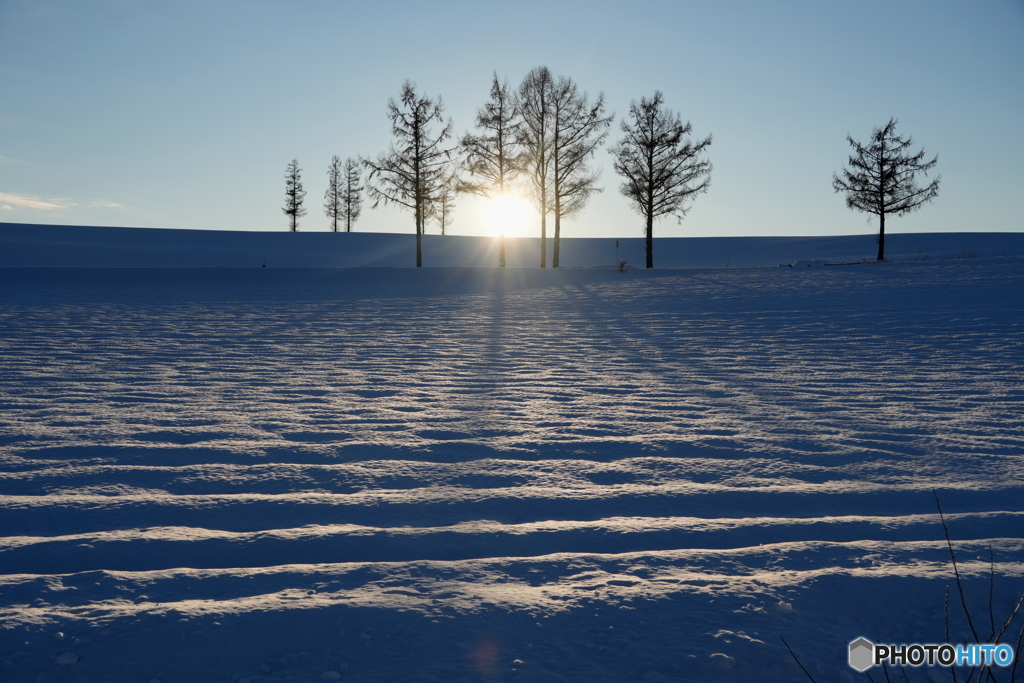 雪原のうねとかげ