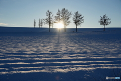 雪原のうねとかげ