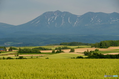 小麦のいろどり