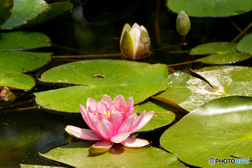 睡蓮花