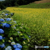 菜の花とアジサイ