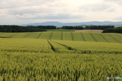 麦の香り