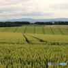 麦の香り