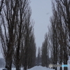 吹雪のポプラ並木