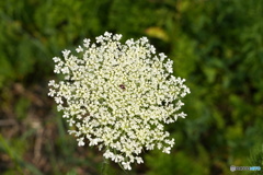 ノラニンジンの花