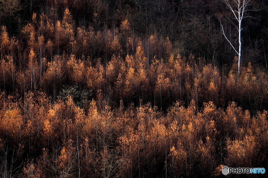 晩秋 カラマツ　－Ⅱ