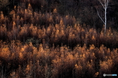 晩秋 カラマツ　－Ⅱ