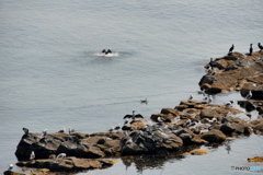 海鳥たち