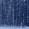 横殴り雪