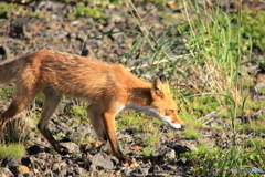 きたのキツネ