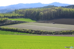 新緑と小麦畑