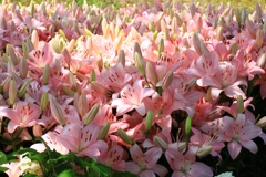 百合の花束