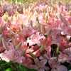 百合の花束
