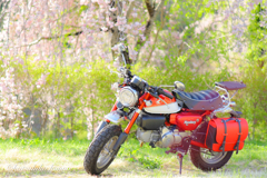 猿と枝垂れ桜